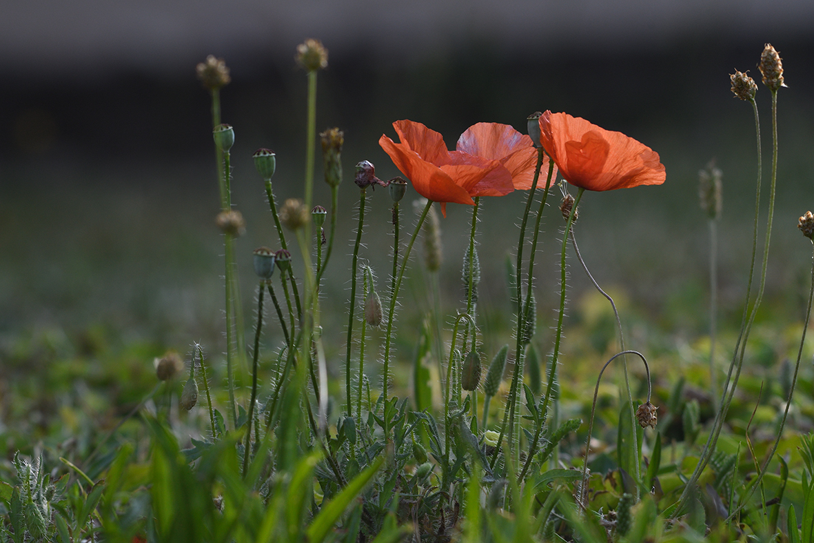 Mohn_D500_DSC1287.jpg