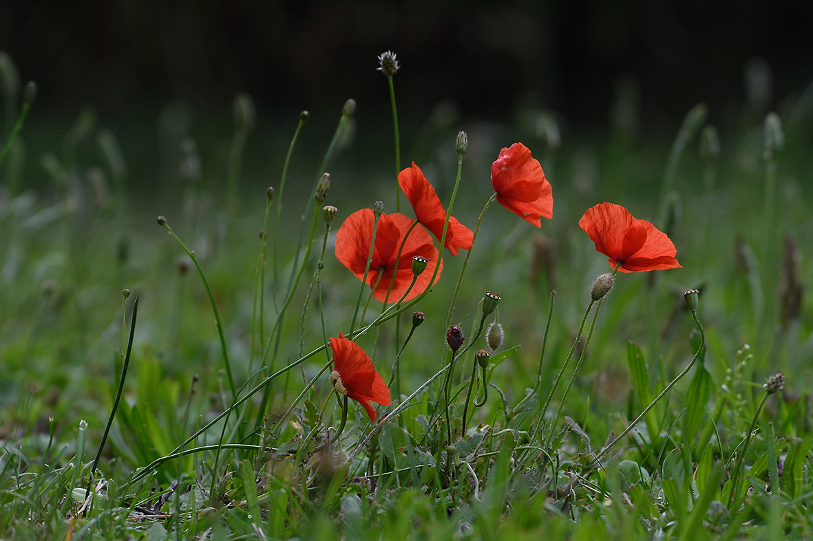 Mohn_D500_DSC1306_20x13x150.jpg