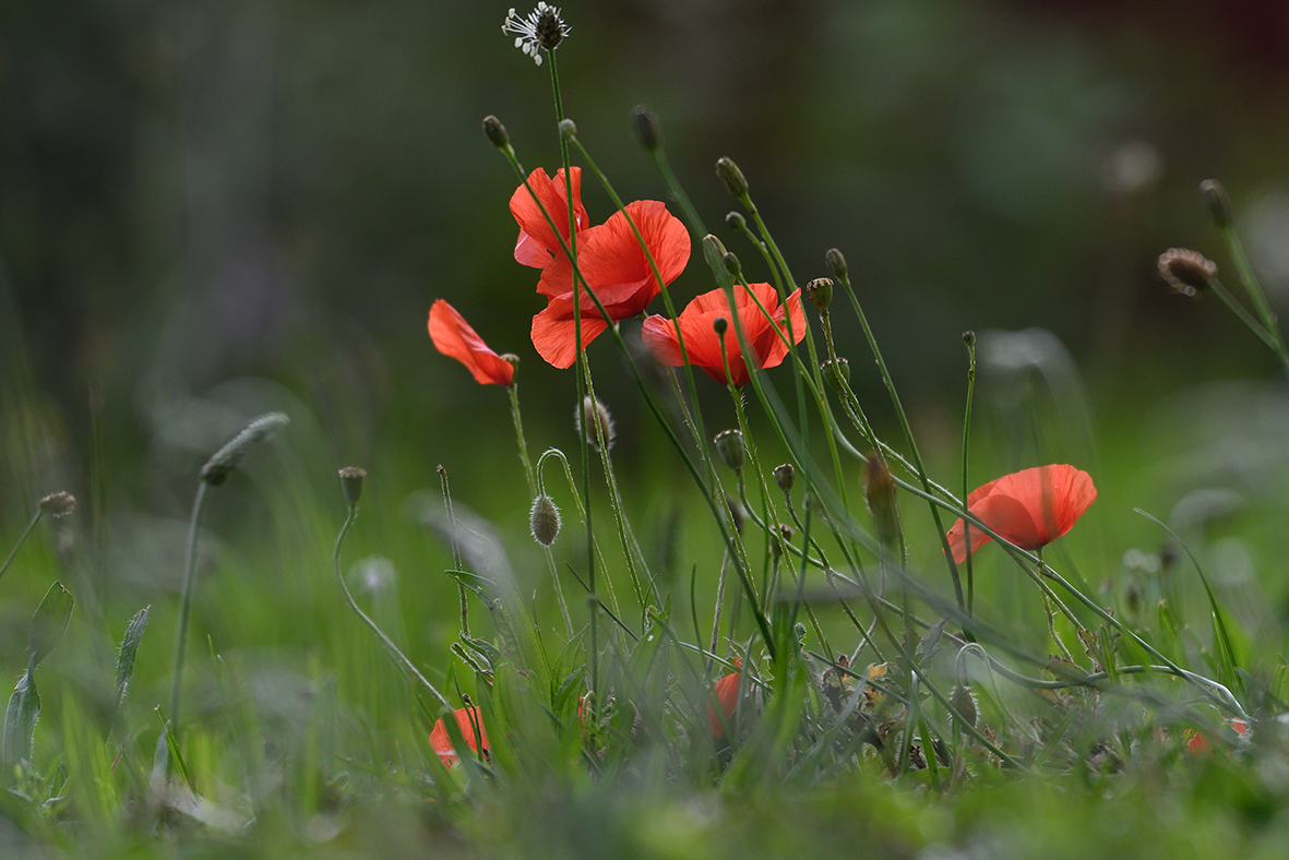 Mohn_D500_DSC1315_20x13x150.jpg