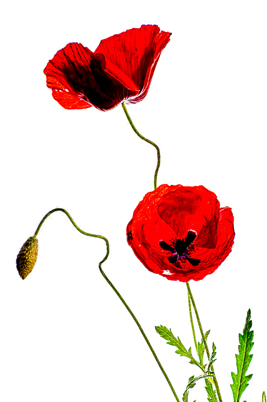 Mohn_stack.jpg