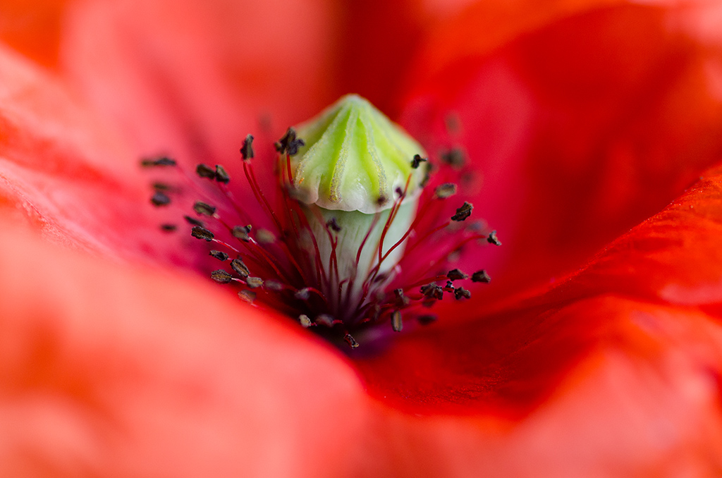 Mohnblüte I