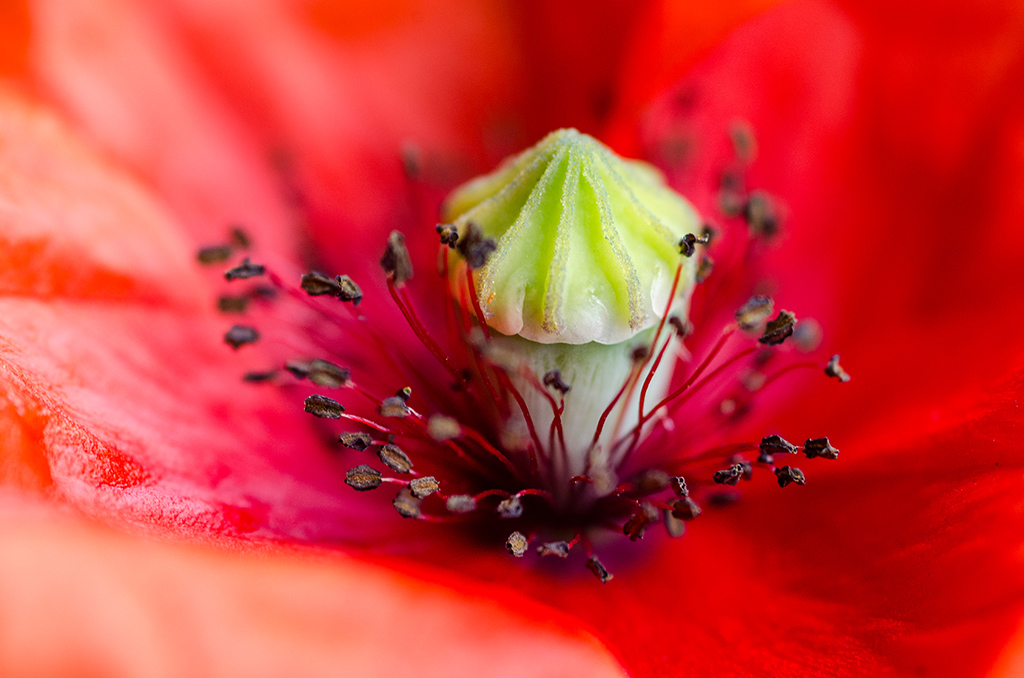 Mohnblüte II