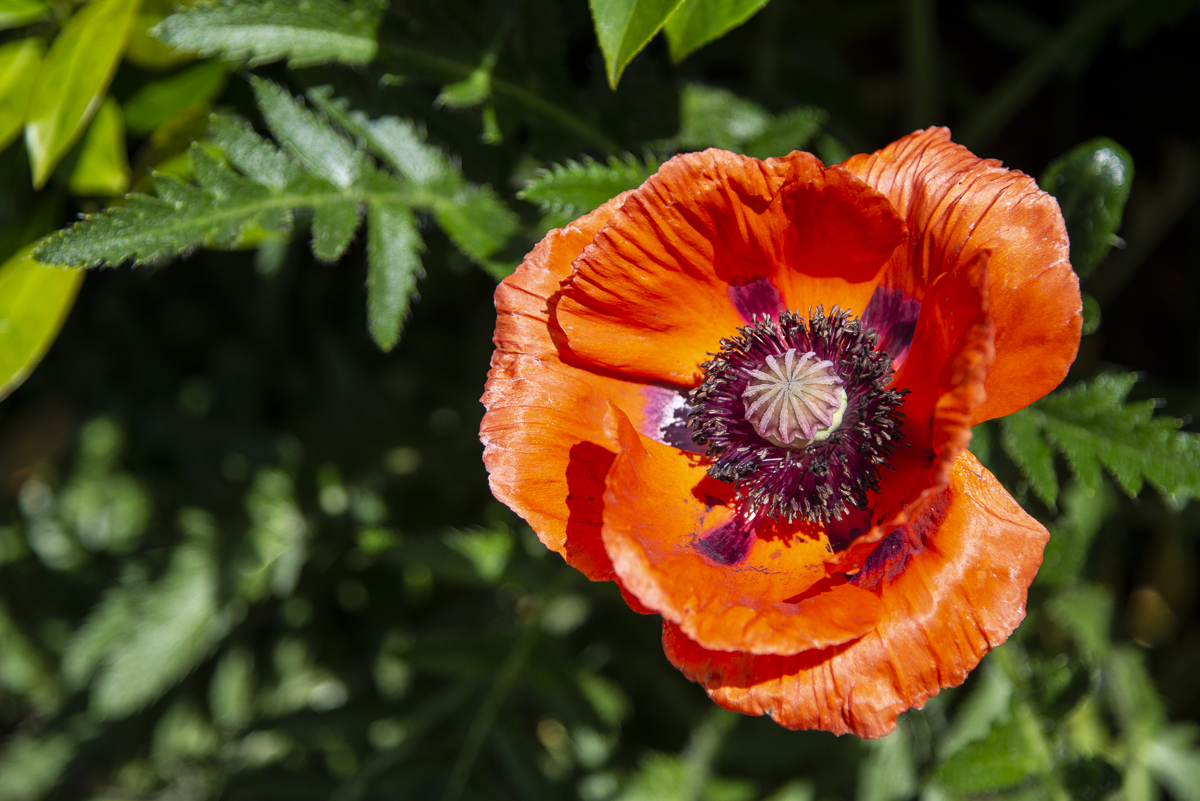 Mohnblüte.jpg