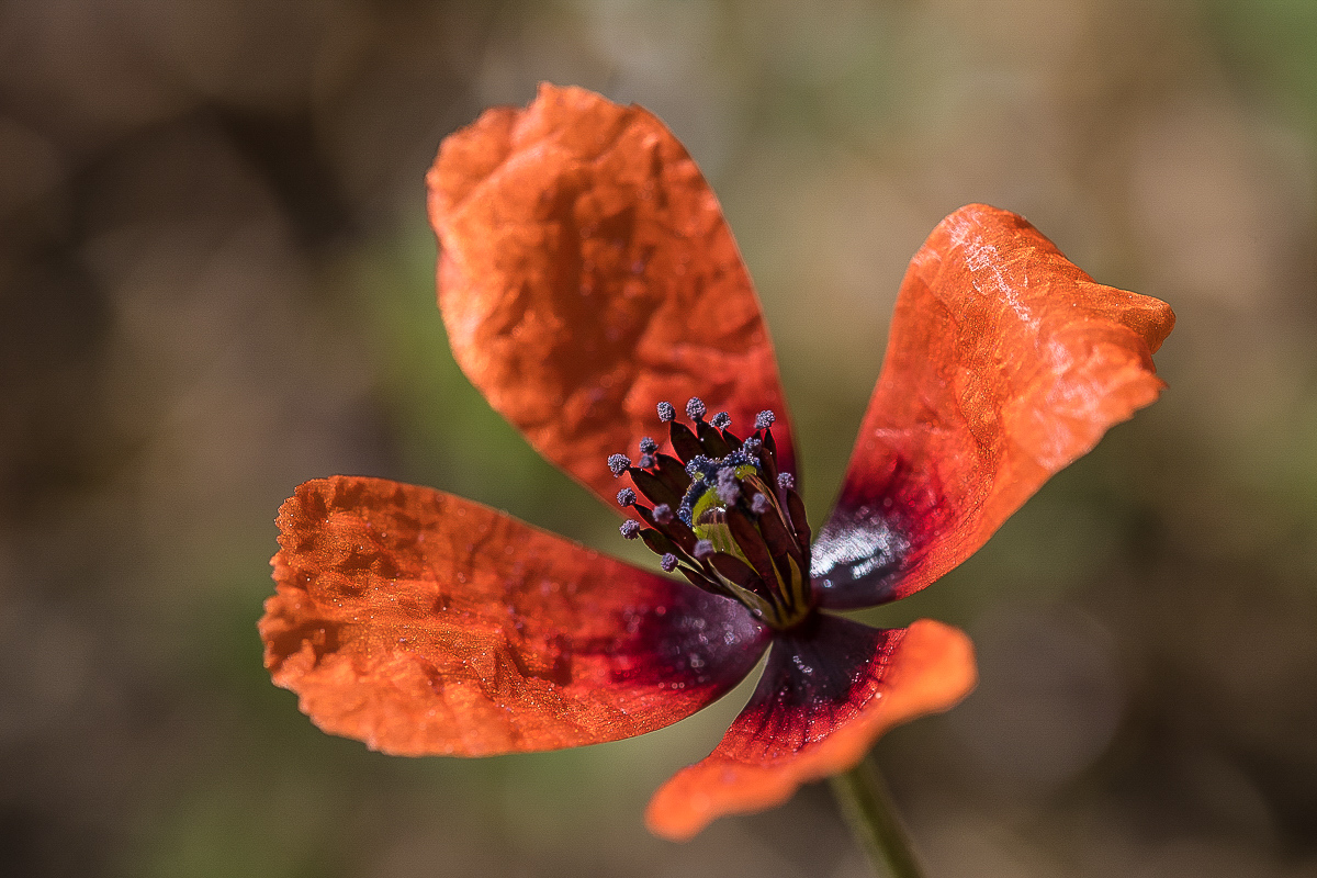 Mohnblüte.jpg