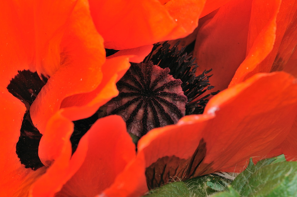 Mohnblüte mit Samenkapsel