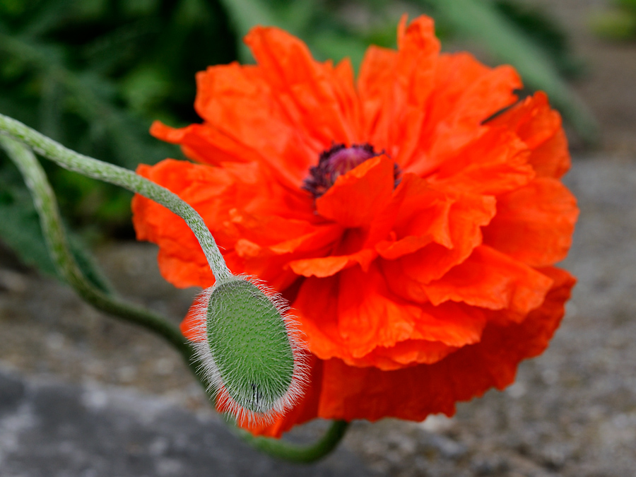 Mohnblüte