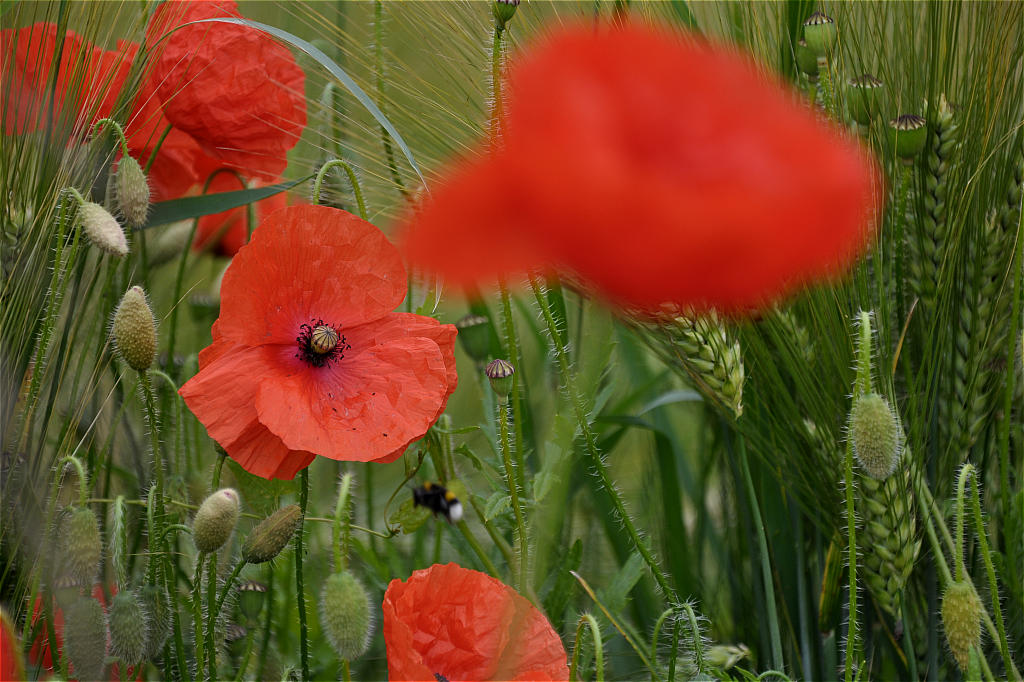 Mohnblüte