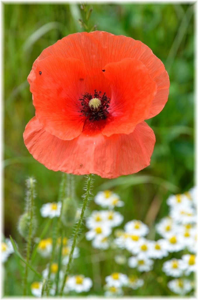 Mohnblüte2