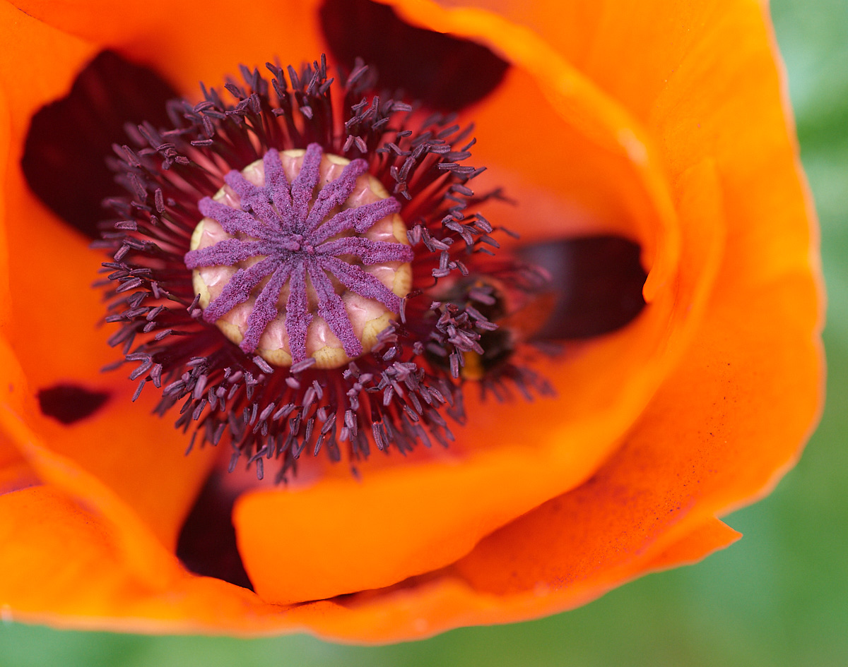 Mohnblüte22
