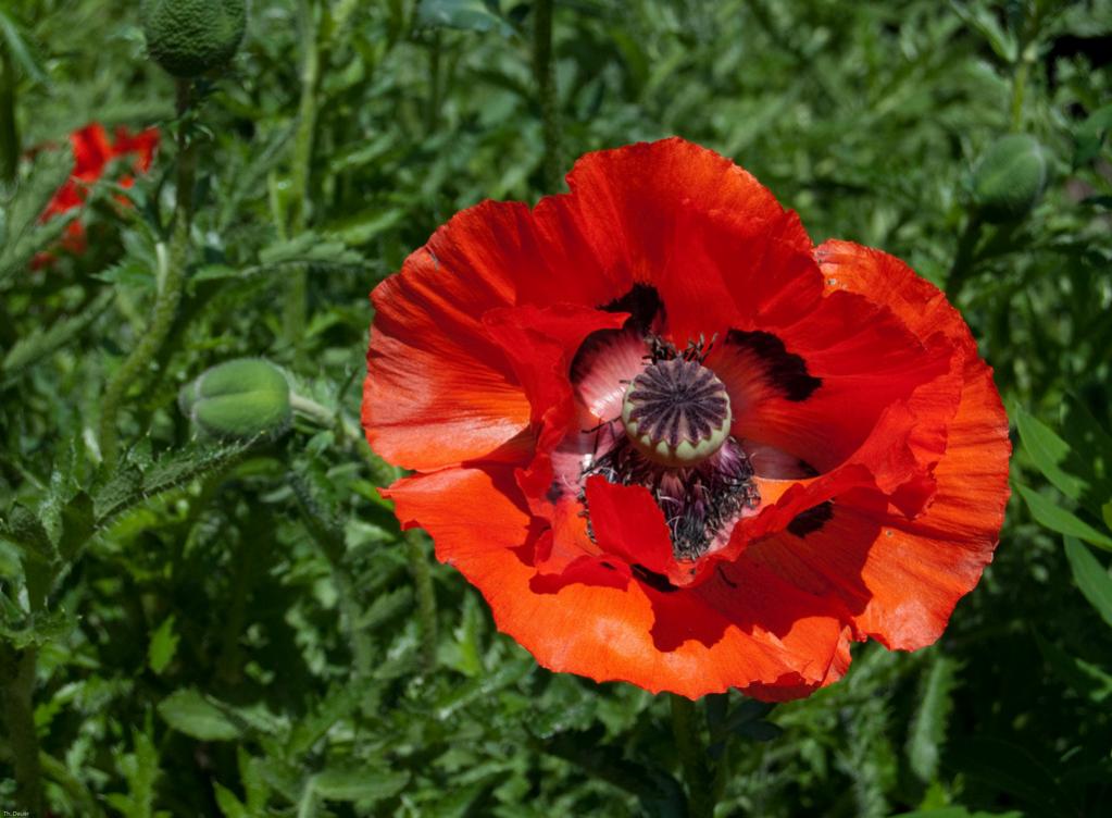 Mohnblume 1