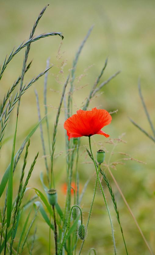 Mohnblume am Feldrain