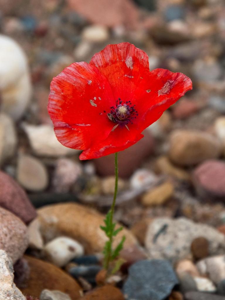 Mohnblume Vergleich 2