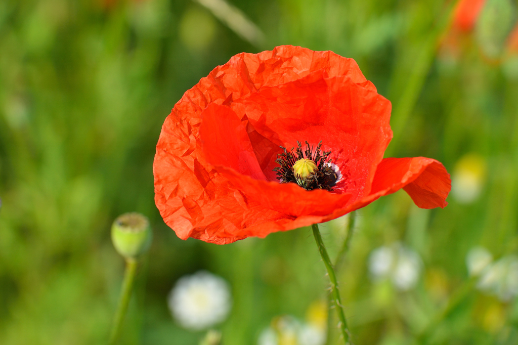 Mohnblume