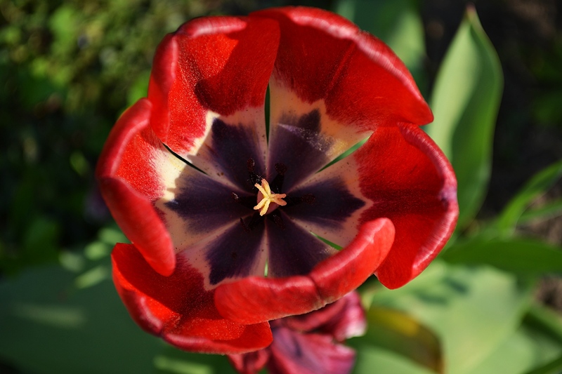 Mohnblume