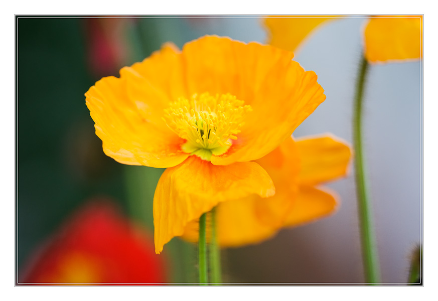 Mohnblume