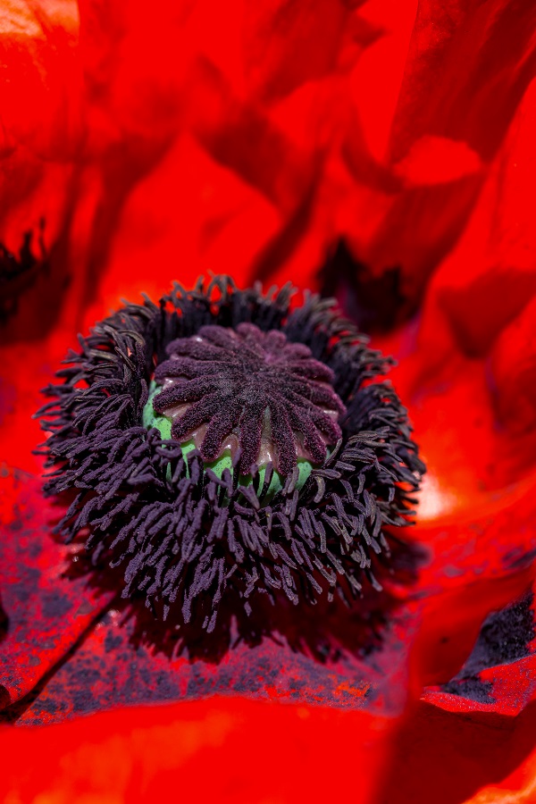 Mohnblume