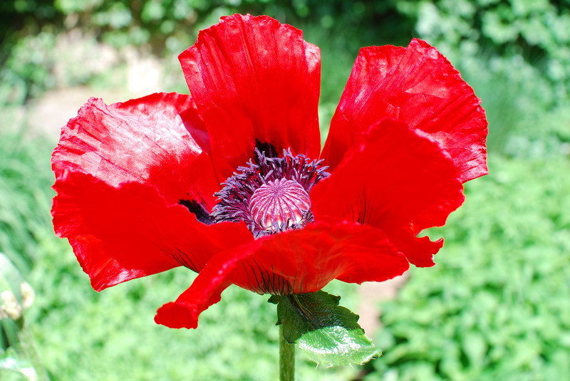 Mohnblume