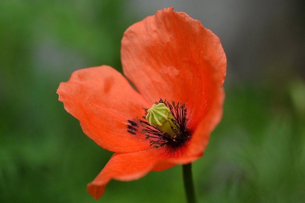 Mohnblume
