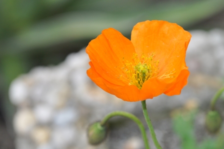 Mohnblume