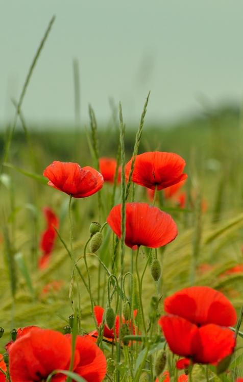 Mohnblumen 2012