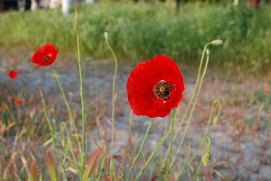 Mohnblumen Olymp NFF