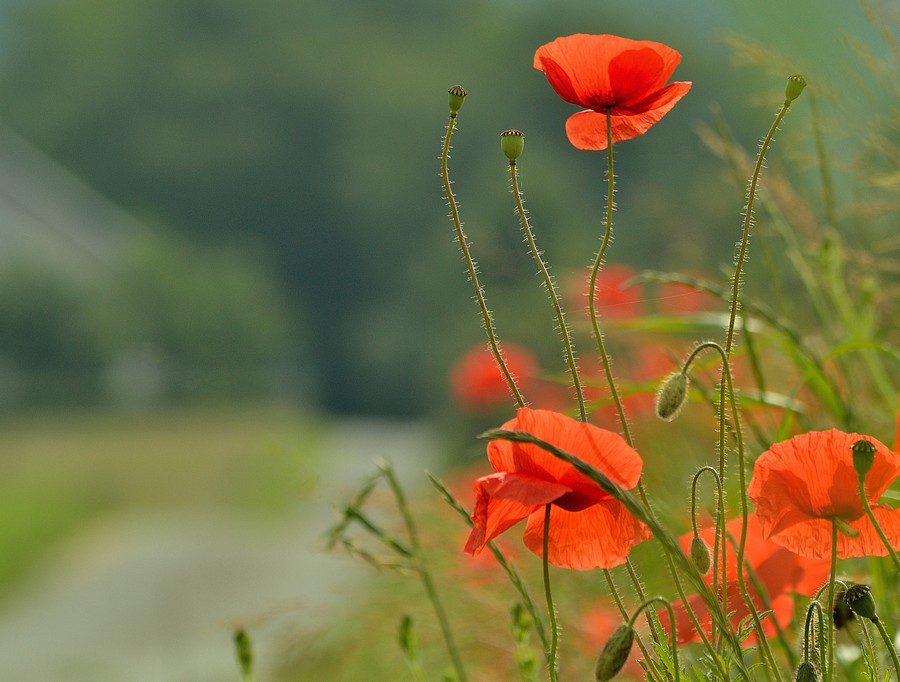 Mohnblumen Sommer 2012