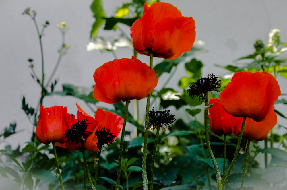 Mohnblumen