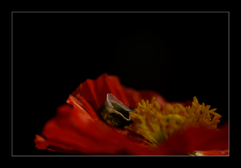 MohnDSC 0188