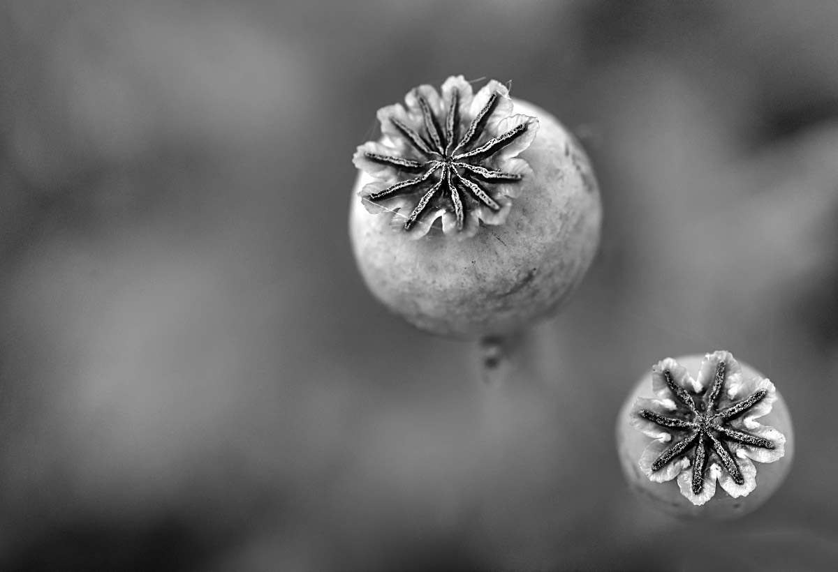 Mohnkapseln BW 2_1.jpg