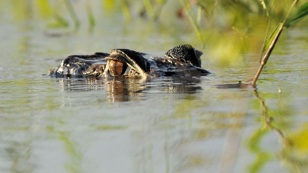 Mohrenkaiman (Black Caiman)
Rupununi
bei Karanambu
5459