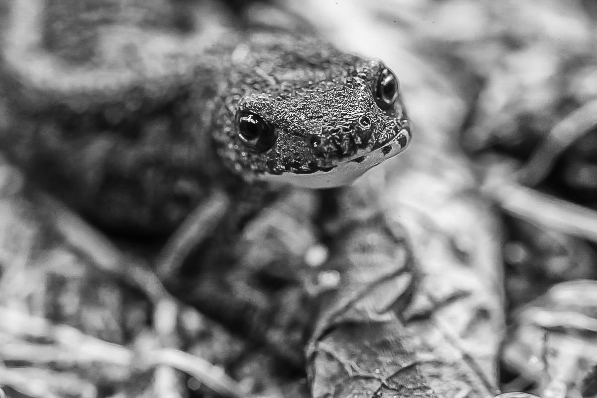 Molch BW (1 von 1).jpg