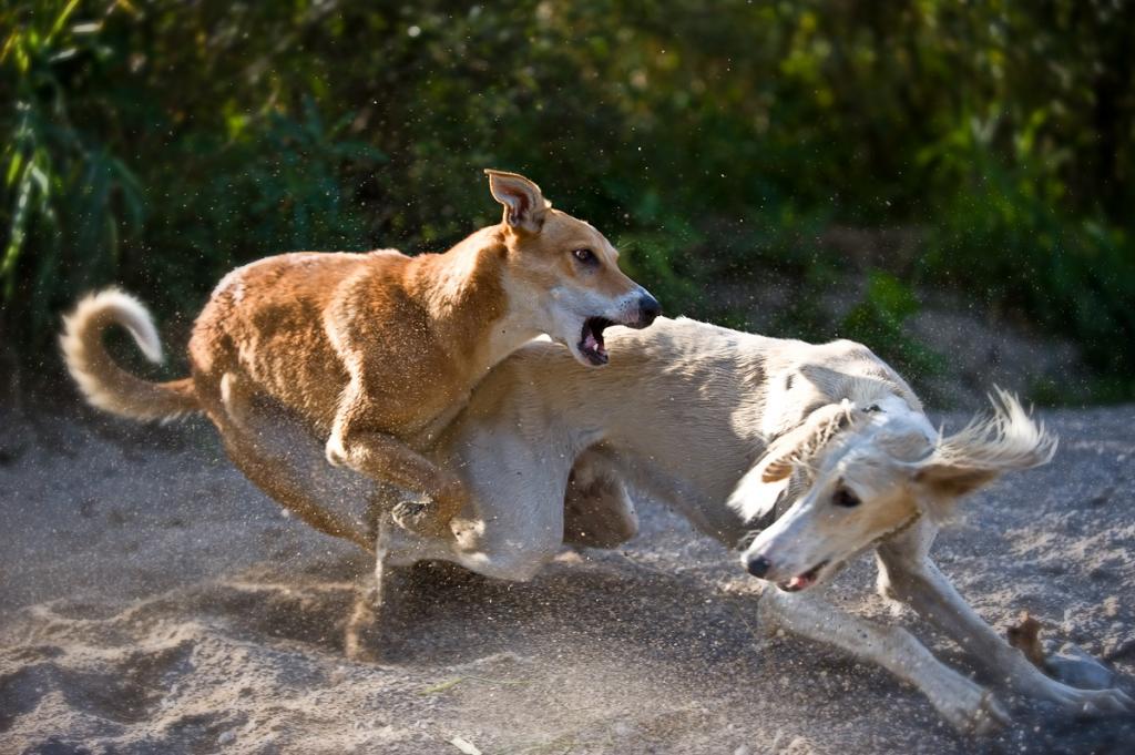 MOM1039 DOGS