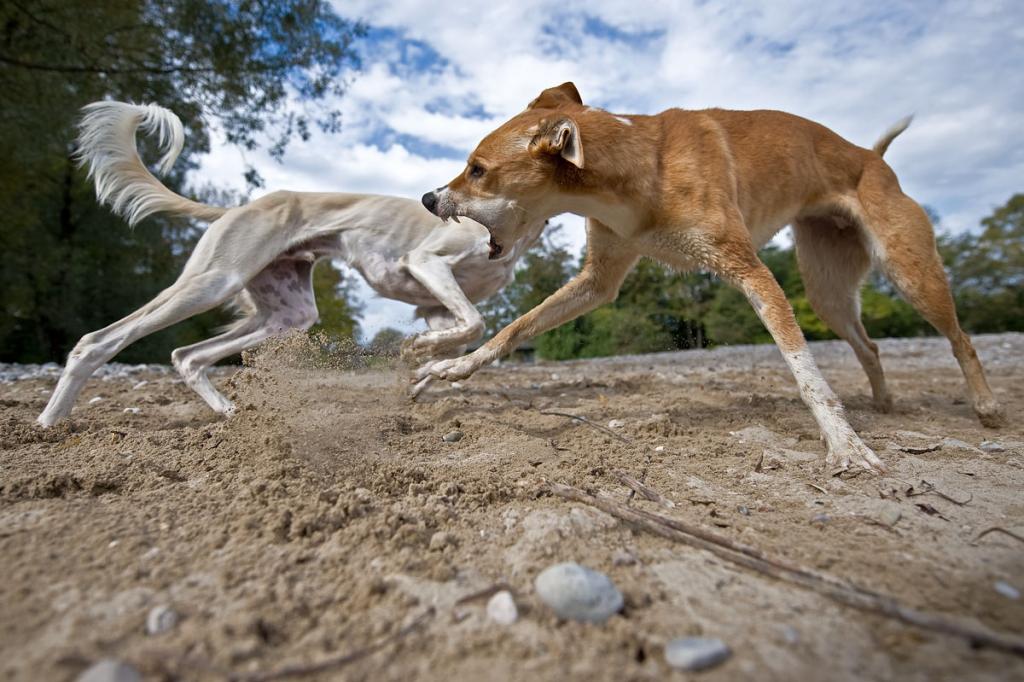 MOM3071 dogs