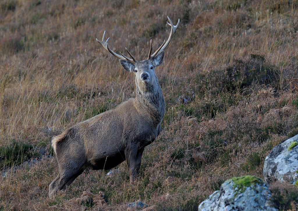 Monarch of the Glen