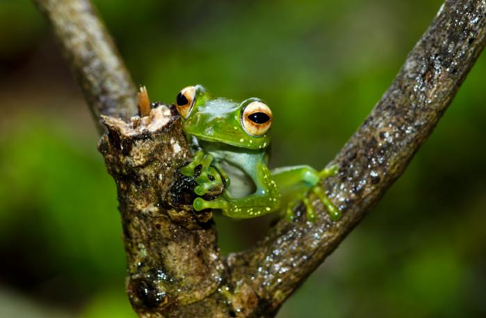 Montagne d` Ambre - Frog