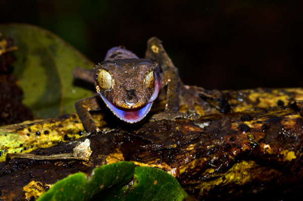 Montagne d` Ambre - Uroplatus