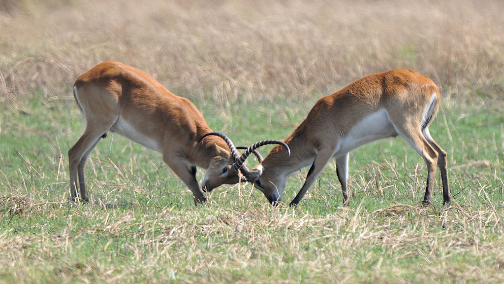 Moorantilopen (Red Lechwe)
kämpfen um ein Weibchen.
Der Herausforderer (links) macht sich schon ins Hemd
6687
