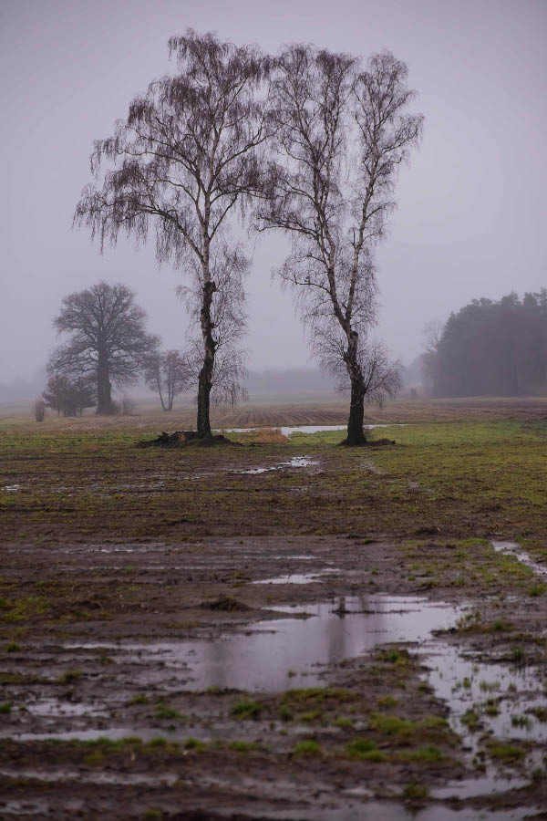 Moorbirken.jpg