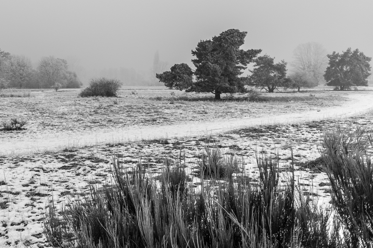 Moorenbrunner Feld im Nebel
