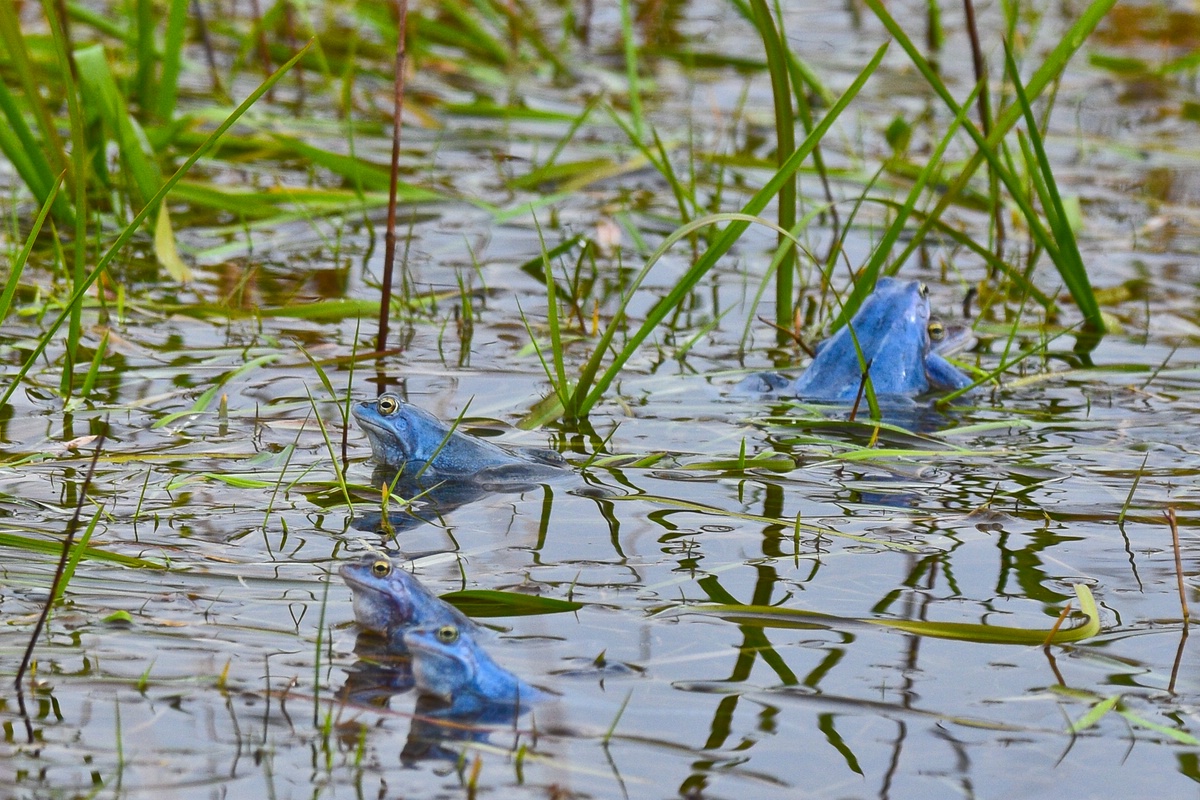 Moorfrosch 2016.04.04 14
