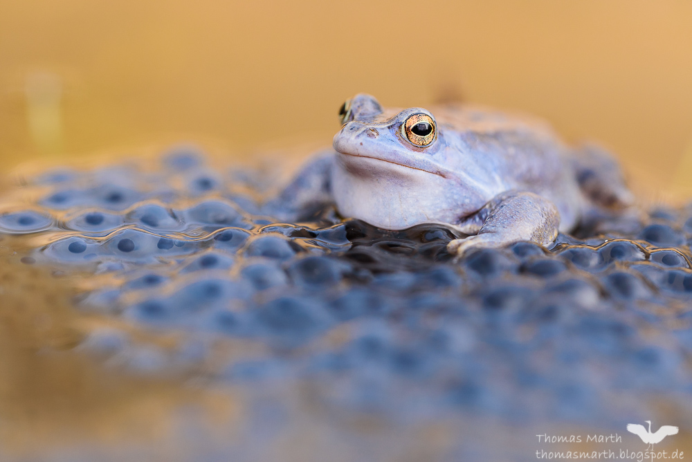 Moorfrosch 4167