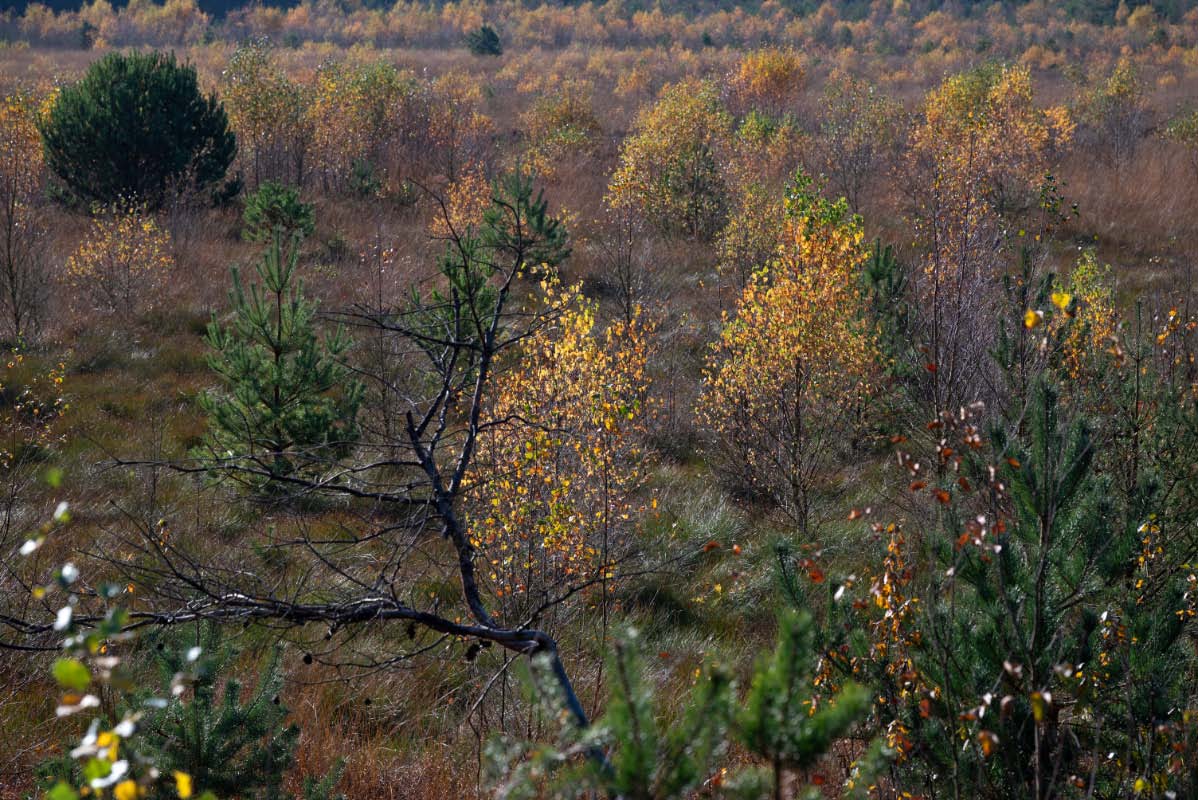 Moorherbst 2.jpg