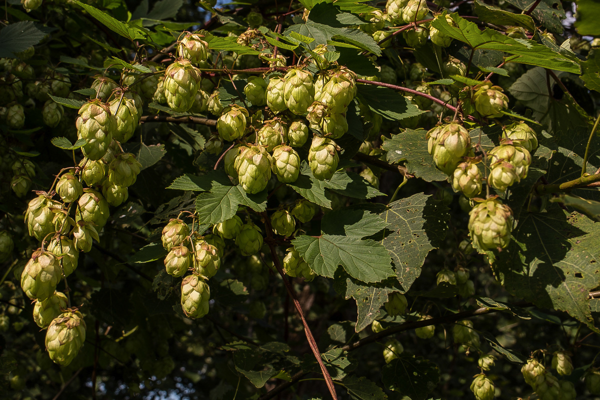 Moorhopfen (1 von 1).JPG