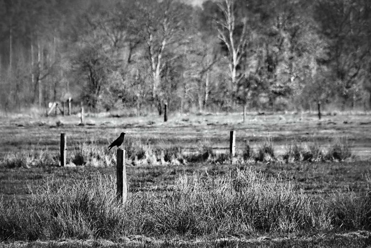 Moorkrähe BW_bearbeitet-1.jpg