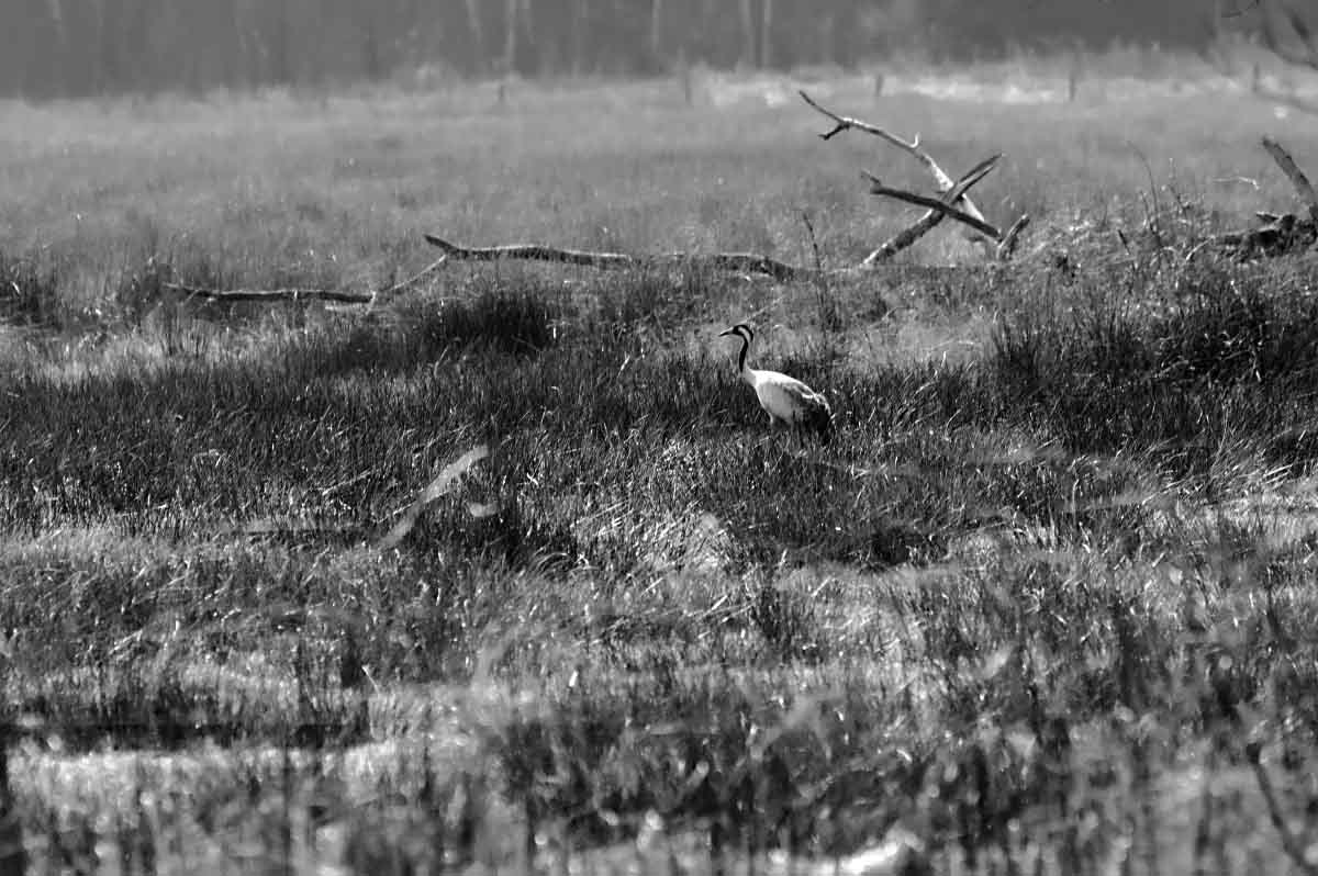 Moorkranich BW_2.jpg