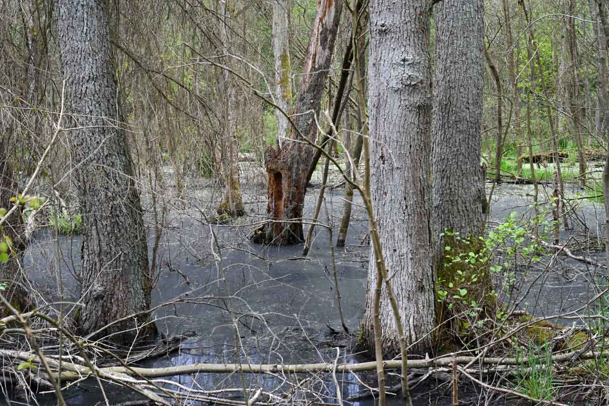 Moorwald 1.jpg