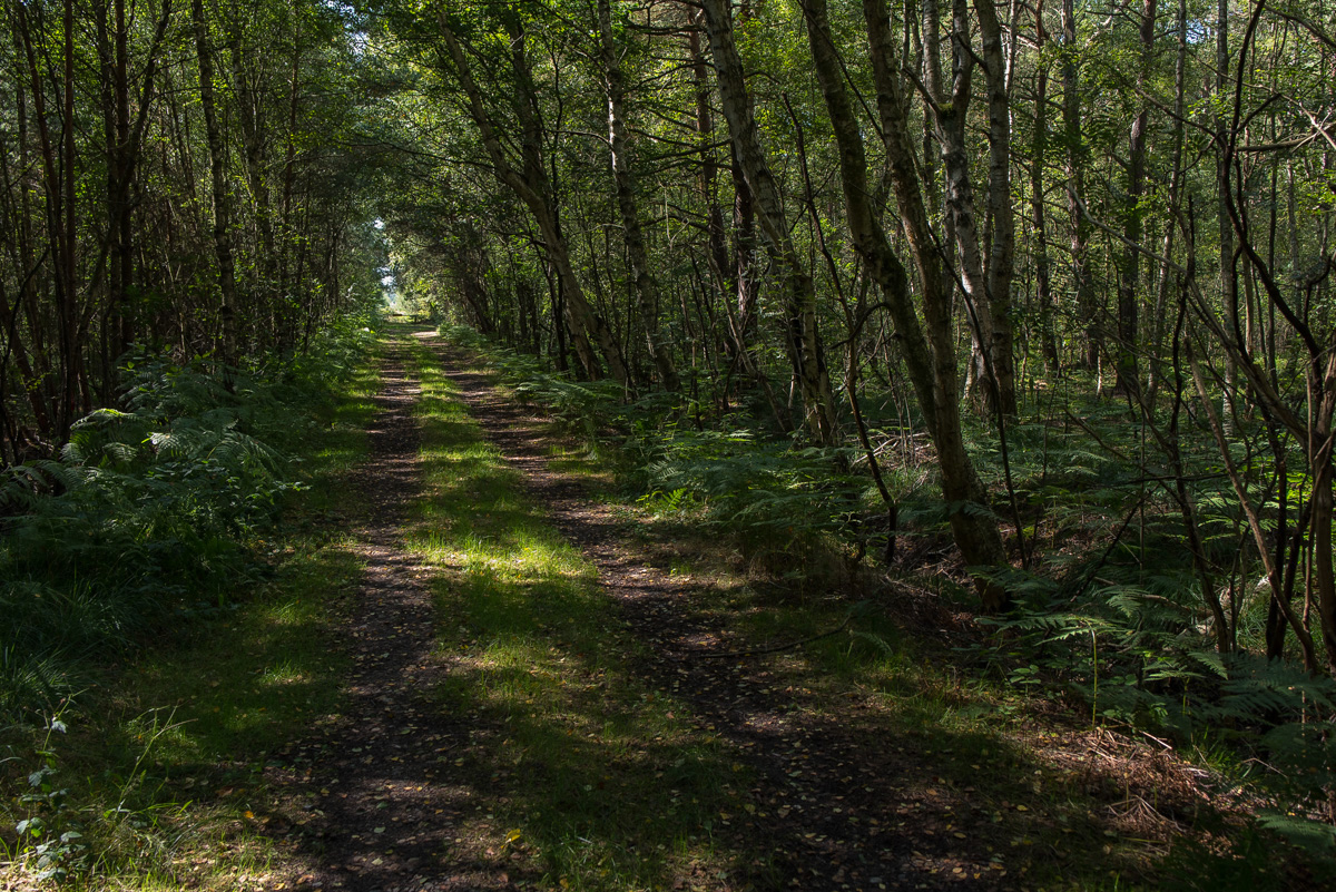 Moorweg (1 von 1).JPG