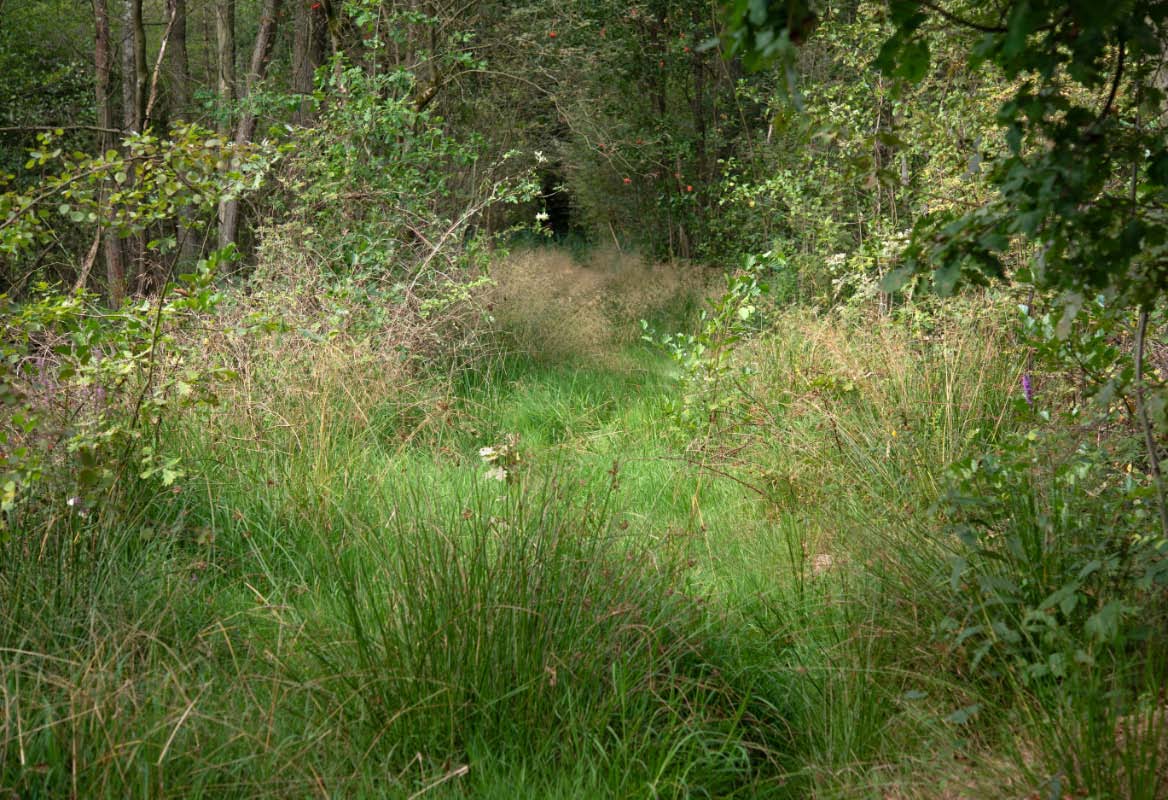 Moorweg.jpg
