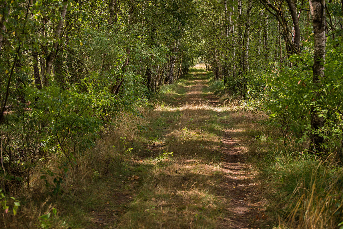 Moorweg