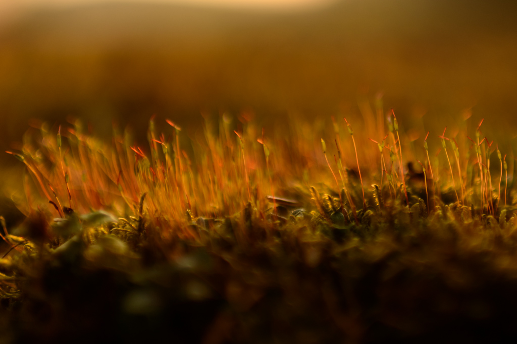 Moos, Abendlicht